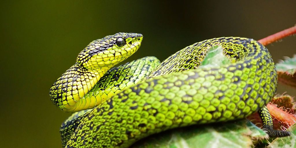 Juego de la Serpiente en Java